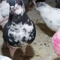 فروش دوتا کبوتر ماده با یه جوجه چای رام|پرنده|الوند, |دیوار