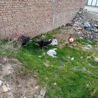 ۳عددبوقلمون نر