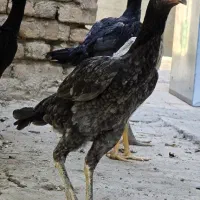 مرغ لاری طوسی پرمرغی