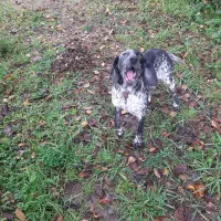 سگ شکاری ماده فول شکار همرا بابچه