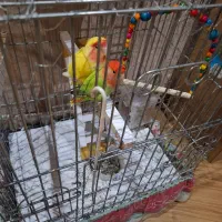 طوطی برزیلی|پرنده|تهران, باشگاه نفت|دیوار