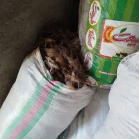 پشم گوسفند