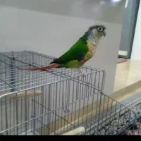 فروش گرینچیک