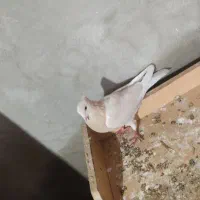 کبوتر زرین تو ایلام ازش پیدا نمیکنی معاوضه با 2مرغ