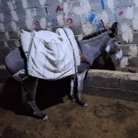 خر الاغ.جوان با پالان