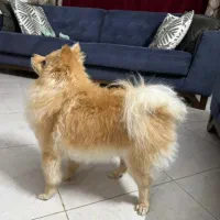 واگذاری پامرانین روباهی ماده فی ۱۰