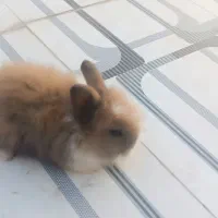 یک جفت خرگوش فانتزی|موش و خرگوش|کاشان, کارگر|دیوار