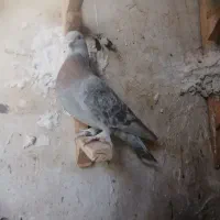 کفتر کبوتر بهبونی|پرنده|مرودشت, تخت جمشید|دیوار