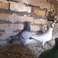 پلنگ کرمونی و سبز خط دار|پرنده|رشتخوار, |دیوار