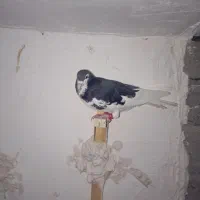 کبوتر یال سیاه