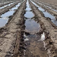 دسته کارگر گوشه بندی|خدمات باغبانی و درختکاری|دزفول, |دیوار