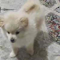 توله دوماه ونیمه بسیار بازیگوش