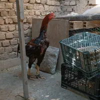 خروس لاری اصل