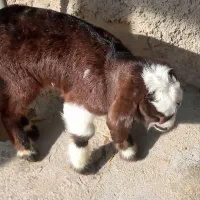 بزغاله شیری