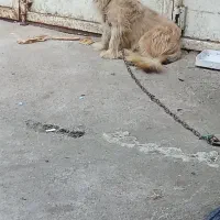 فروش سگ|سگ|آستانه اشرفیه, |دیوار