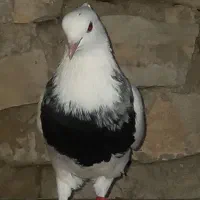 طوقی|پرنده|مینودشت, |دیوار