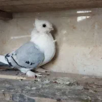 کبوتر|پرنده|سبزوار, کهنه آب|دیوار