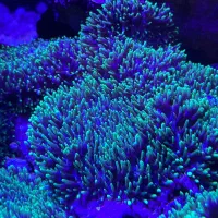 نور آب شور مخصوص ریف|ماهی|تهران, گلستان (شهرک راه آهن)|دیوار