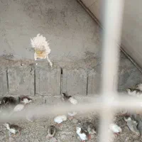 فروش جوجه شاخدار