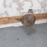 قرقابل|پرنده|مشهد, امیریه|دیوار