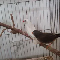 فنچ جوان