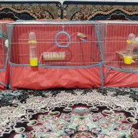 مرغ عشق  و فنج با قفس و تجهیزات کامل