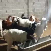 تیشتر درجه یک کهره بز|حیوانات مزرعه|سعدآباد, |دیوار