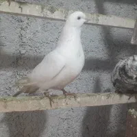 کفترپرشی|پرنده|خرمدره, |دیوار