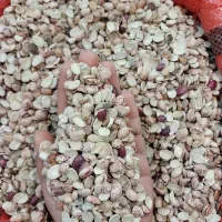 لوبیا *شکسته* چیتی *ایرانی* نصفه مناسب آش شله