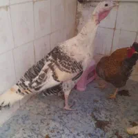 بوقلمون ماده