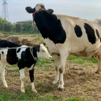 گاو هلشتاین شکم اول با گوساله مونت|حیوانات مزرعه|گرگان, |دیوار