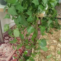 گل پتوس