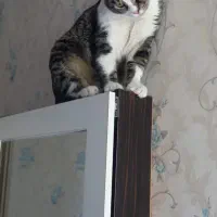 گمشده|حیوانات|کرج, حیدرآباد|دیوار