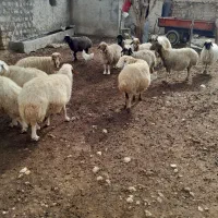 تعدادی میش پروار