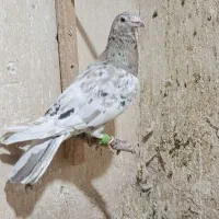 سار شکلاتی|پرنده|نیشابور, ده حلاج|دیوار