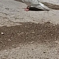 کفتر