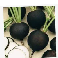 ترپ سفیدو سیاه و شلغم و اوشینی|خوردنی و آشامیدنی|شاهین دژ, |دیوار