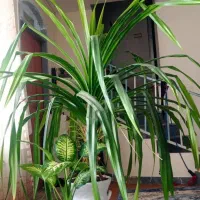 گل پاندانوس زیبا