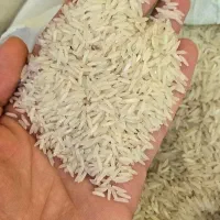 برنج هاشمی پر محصول|خوردنی و آشامیدنی|تبریز, |دیوار