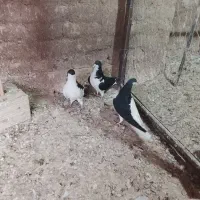 چند جفت کفتر هم پرشی هم جفتی