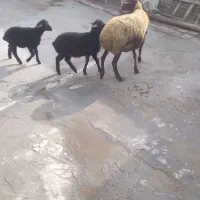 میش و بره دوقلوزا و میش آبستن سنگین جوان|حیوانات مزرعه|اسدآباد, |دیوار