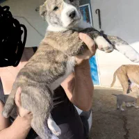 توله خراسانی افغان|سگ|مشهد, جاهد شهر|دیوار