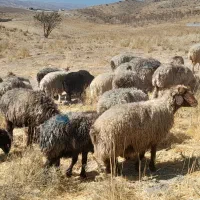 میش داشتی|حیوانات مزرعه|ارژن, |دیوار