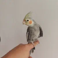 یک عدد عروس هلندی برای فروش|پرنده|یاسوج, |دیوار