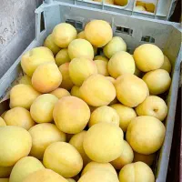 زردآلو آصفی و فلکه ای