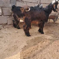 بز دو بیگ نر|حیوانات مزرعه|گتوند, |دیوار