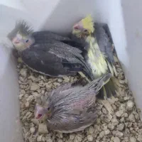 جوجه عروس هلندی