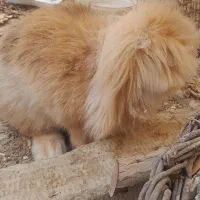 خرگوش لپی|موش و خرگوش|اصفهان, کوجان|دیوار