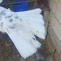 سبز و دم سفید|پرنده|فهرج, |دیوار