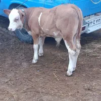 گوساله اصیل ساده|حیوانات مزرعه|قم, صادقی|دیوار